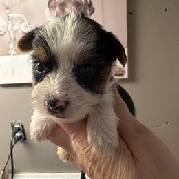 Echo - Piebald male Morkie puppy in Florence, Kentucky from 4paws4ever by Design
