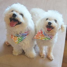 Maltipoo puppies from Cowgirl's Legacy