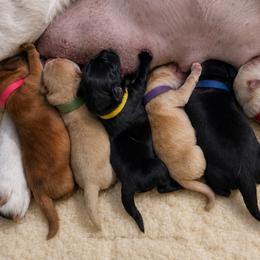 Labrador Retriever puppies from Meritrust Labradors