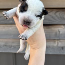 Boy 3 - Blue speckled male Australian Cattle Dog puppy in Ellensburg, Washington from Boondock Bandits