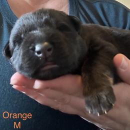 German Shepherd Puppies from Coterie Shepherds