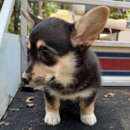 Wanda of Transylvania - Black and tan female American Corgi puppy in Grants Pass, Oregon from KnR Antler Dogs ~ Labrador Retrievers & Corgis