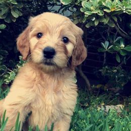 Goldendoodle and Poodle Puppies from The Doodle Patch