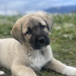 Anatolian Shepherd Dog Puppies from Wild Rooster Family Farm – AKC Anatolian Shepherd Breeder, OFA Health Tested