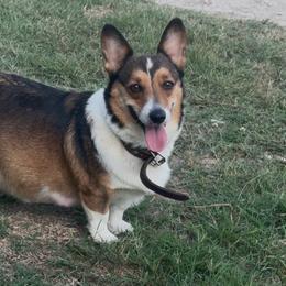 Poppy - Pembroke Welsh Corgi