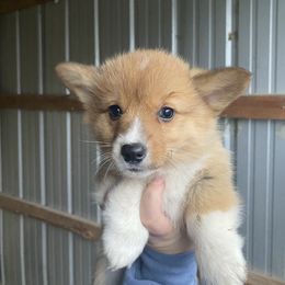 Reba McIntyre - Sable female Pembroke Welsh Corgi puppy in Bonners Ferry, Idaho from Idaho Lane Doodles