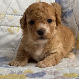 Juno - Apricot male Maltipoo puppy in Bakersfield, California from Silvia's Maltipoos
