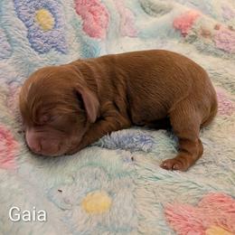 Gaia - Red female Cockapoo puppy in Sunset, Louisiana from Cano Cockapoos