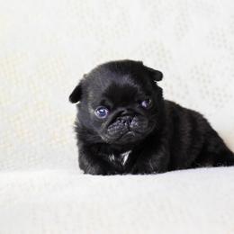Bogart - Black male Pug puppy in Caldwell, Ohio from Folklore Kennel