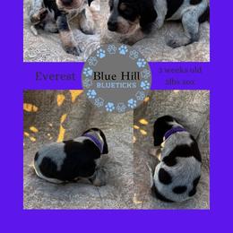 Everest - Blue ticked and tan male Bluetick Coonhound puppy in Richfield Springs, New York from Blue Hill Blueticks