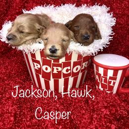 Goldendoodle Puppies from Ming’s Dynasty Doodles