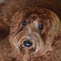 Odin - Australian Labradoodle