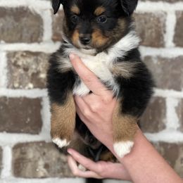 Australian Shepherd, Miniature American Shepherd, Miniature Australian Shepherd, and Toy Australian Shepherd Puppies from Painted Blue Aussies