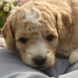 Australian Shepherd, Goldendoodle, and Poodle Puppies from 5AFarms