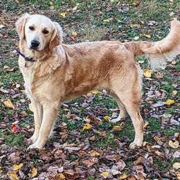 Aussiedoodle, Australian Shepherd, and Golden Retriever All Grown Up from Hope & Joy Acres