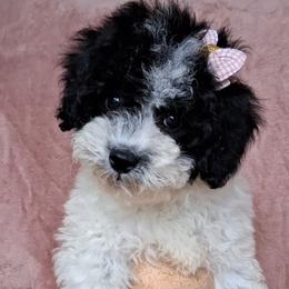 Lilly Bear - Parti female Maltipoo puppy in Crestview, Florida from Little Cupcakes and Little Pumpkins Maltipoos