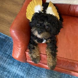 Cavapoo and Poodle All Grown Up from Bright Morning Star Pups