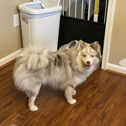Summer - Pomsky