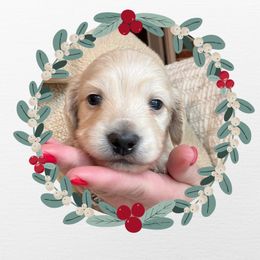 Boy - Cream male Dachshund puppy in Laurel, Mississippi from Kissinger Dachshunds