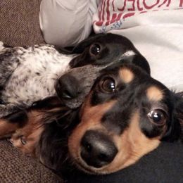 Dachshunds and Pembroke Welsh Corgis from Rocco Kennels