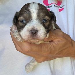 Muffin - Merle male Shihpoo puppy in Millsap, Texas from Gaston’s Posh Poodles and Doodles