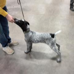 Cactus - German Wirehaired Pointer
