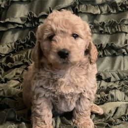 Goldendoodle Puppies from Doodle Paradise