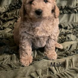 Goldendoodle Puppies from Doodle Paradise