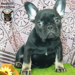Girl 2 - French Bulldog puppy in San Antonio, Texas from Ramblin’ Frenchies