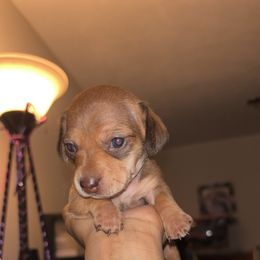 Aurora - Cream female Dachshund puppy in Watertown, Massachusetts from Jae’s Puppy House