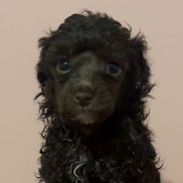 Poodles from White Oak Kennels