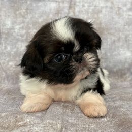 Frida - Brindle and white female Shih Tzu puppy in Shawnee, Oklahoma from Black Velvet Shih Tzu