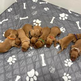 Boy 4 - Dark golden male Golden Retriever puppy in Marshfield, Missouri from Hilltop Kennel LLC