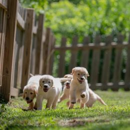 Golden Retriever Puppies from Farmstead 51