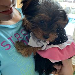 Yorkshire Terrier Puppies from Missy Lu Lap Puppies