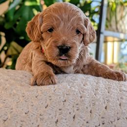 Boy 3 - male Cavapoo puppy in Almira, Washington from Cavapoo Cuddles