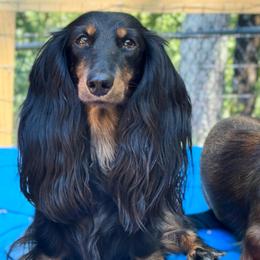 Faygo - Black and tan female Dachshund puppy in Steele, Alabama from Taylored Dachshunds