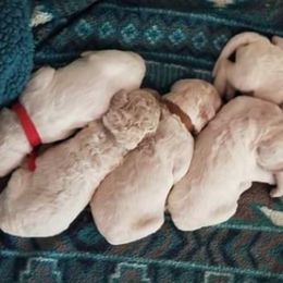 Goldendoodle Puppies from Lesia's Goldendoodles