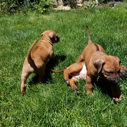 Rhodesian Ridgeback Puppies from Willowist Rhodesian Ridgebacks