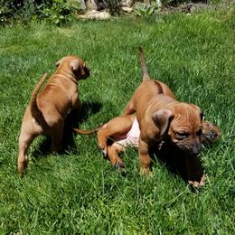 Rhodesian Ridgeback Puppies from Willowist Rhodesian Ridgebacks
