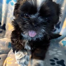 Johnny - Black male Shih Tzu puppy in Scottdale, Pennsylvania from Nancy’s Majestic Shih Tzus