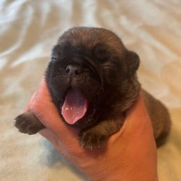 Boy 1 - Fawn male Pug puppy in Tucson, Arizona from Furever Friends