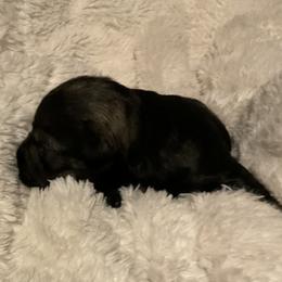 Boy 4 - male Miniature Schnauzer puppy in Osseo, Michigan from Kathy's Mini Schnazuers