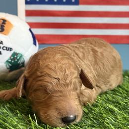 Boy 6 - male Goldendoodle puppy in Auburn, Indiana from Cooper’s Doodles