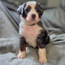 Hershey - Merle male Bernedoodle puppy in Mc Gaheysville, Virginia from Doting Doodles