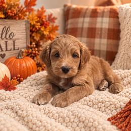 Summit - Red  male Goldendoodle puppy in Floyd, Virginia from Hearts and Paws Poodles and Doodles