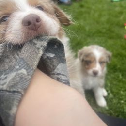 Australian Shepherd Puppies from Quiet Cove Kennels