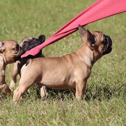 American Bulldog, French Bulldog, and Shorty Bull Puppies from Bingham's Bulldogs LLC