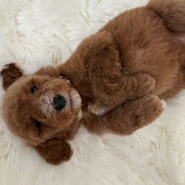 Chloe - Red  female Goldendoodle puppy in Anaheim, California from Goldendoodles