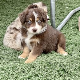 Australian Shepherd and Miniature Australian Shepherd Puppies from Elevation Kennels